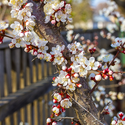 Op de grens met de buren