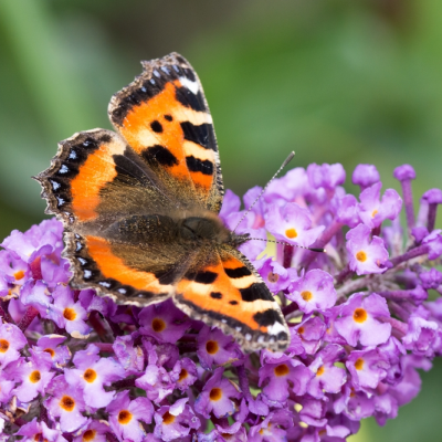 Solitairs staan graag alleen..