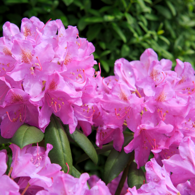 Rododendron Therapie