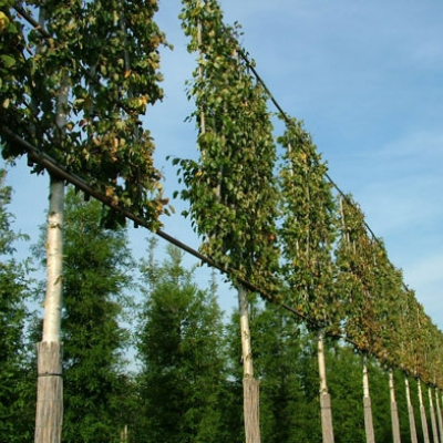 Kant en klare vormbomen