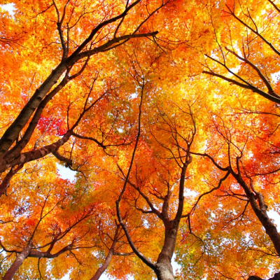 Een bos in de achtertuin