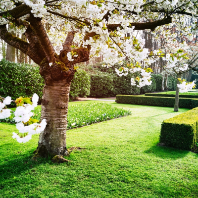 Wat je met een boom allemaal niet moet doen!