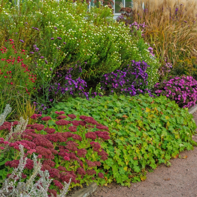 Vaste planten zijn de moeilijkste niet