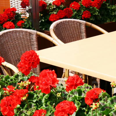 Geraniums, daar kun je ook voor gaan zitten!