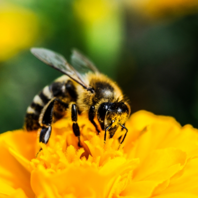 Even over het bloemetje en de bij..