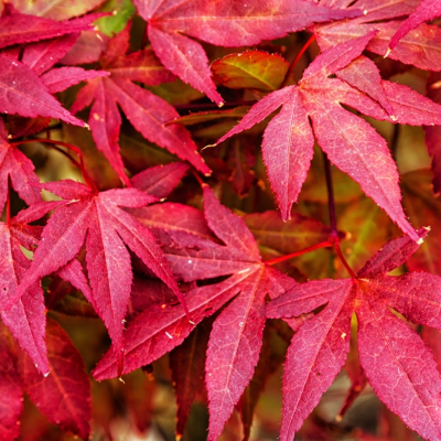 Kies een heester als boom!