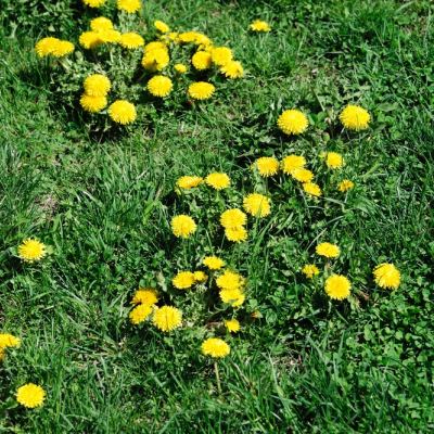 Doet jouw gazon weer moeilijk?