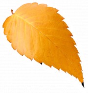 leaf-2